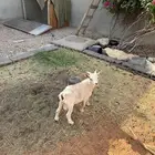 ماعز قزمي للبيع