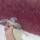 فرخ ببغاء لوري سكالي