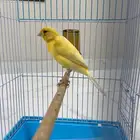 كناري