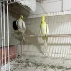للبيع زوج كروان لاتينو منتج