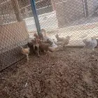 صوص بلدي عمر 40 يوم محص 3 مرات