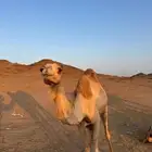 ناقه ذلول فيه واحد بلهان وا لقوح من ولد السيف