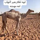 للبيع بكره
