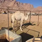 حاشي للبيع