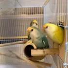 جوز روز جاهز للإنتاج وسبق وانا انتج