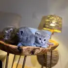 اسكوتش للبيع