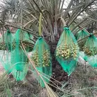 رطب للبيع ( بالصمان)