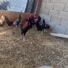 للبيع ديكه بلدي