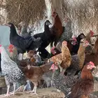 دجاج بلدي فيومي -الموقع المظيلف