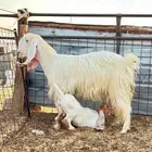 عنز خلفه مصريه مع هولندي تحتها تيس