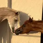 مهر للبيع