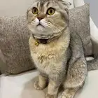 للبيع قط سكوتش فولد