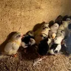 صوص دجاج زينه مشكل