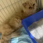 للتبني