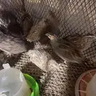 سمان للبيع ( جمله)