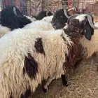 للبيع طليان نعيم