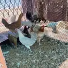 دجاج بلدي
