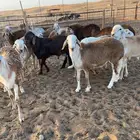 سواكن مرابي ذبايح