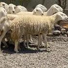 رخال وضان حريات حرش صنف