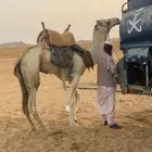 للبيع ركبي على جميع الشروط السن رباع الموقع المظيلف