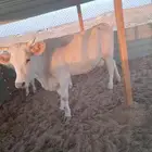 بقره بكر الامانيه بيور تحتها عجل عمره خمس شهور سمين