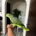 بلوفرنتد فرخ