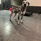 كلب دلميشن ذكر منتج