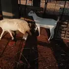 نعجه حري مقنى دافع وطيبه للي بيقني بإذن الله