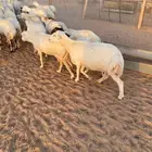 للبيع غنم عدد 60