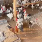 ديوك فيومي بلدي