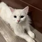 قطه