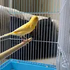 كناري