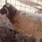 تيوس ونعيمي للبيع