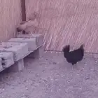دجاج بلدي