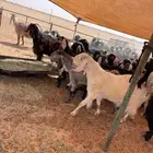 معزا مراح عوارض وملاوين اغلبها دفيع بفحلها طيبه