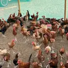 دجاج بلدي للبيع