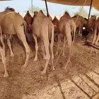 تربية مميزة.. قعدان ترضي الذوق الرفيع