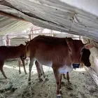 بقر