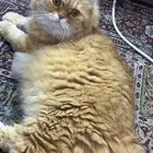 قطة للتبني شيرازي