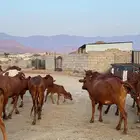 بقر مقاني بلدي