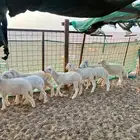 طليان 4 ورخال 4