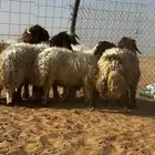 خرفان نعيم عدد 10 أعمار من 5 إلى 7 اشهر