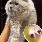 قط هملايا