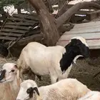 كبش