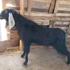 تيس فحل