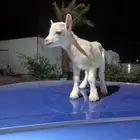 للبيع   ماعز قزم تشكي بيور أنثى