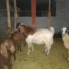 تيس للبيع