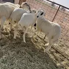 رخال رفيد جذعات طيبه انتاج جرومها كبار ودفيع مفحوصه