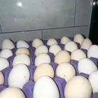 يوجد4 من البراهما أمريكي وطبق واحد فقط من البيض البلدي