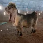 تيس عارضي اصفر من مراح طيب مشروع فحل عمره 7 شهور